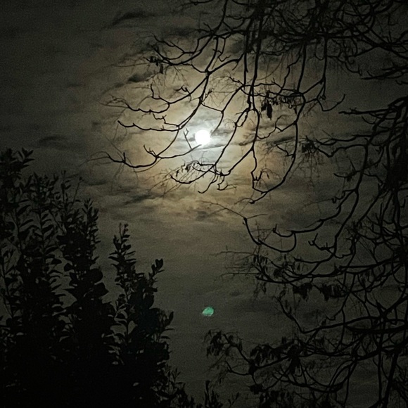 Meet your Posher, Nydia - Picture 1 of 1